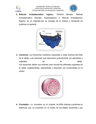 UNIVERSIDAD TÉCNICA DE MACHALA 
DIRECCIÓN DE NIVELACIÓN Y ADMISIÓN 
SISTEMA NACIONAL DE NIVELACIÓN Y ADMISIÓN 
2. Reticulo endoplasmatico rugoso.- También llamado Retículo 
Endoplasmático Granular, Ergastoplasma o Retículo Endoplásmico 
Rugoso, es un orgánulo que se encarga de la síntesis y transporte de 
proteínas en general. 
3. Lisosoma.- Los lisosomas mantienen separadas a estas enzimas del resto 
de la célula, y así previenen que reaccionen químicamente con elementos y 
orgánulos de la célula. 
Los lisosomas utilizan sus enzimas para reciclar las diferentes organelas de 
la célula, englobándolas, digiriéndolas y liberando sus componentes en el 
citosol. 
4. Cromatida.- La cromatina es el conjunto de ADN, histonas y proteínas no 
histónicas que se encuentra en el núcleo de las células eucariotas y que 
 
