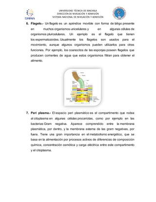 UNIVERSIDAD TÉCNICA DE MACHALA 
DIRECCIÓN DE NIVELACIÓN Y ADMISIÓN 
SISTEMA NACIONAL DE NIVELACIÓN Y ADMISIÓN 
6. Flagelo.- Un flagelo es un apéndice movible con forma de látigo presente 
en muchos organismos unicelulares y en algunas células de 
organismos pluricelulares. Un ejemplo es el flagelo que tienen 
los espermatozoides. Usualmente los flagelos son usados para el 
movimiento, aunque algunos organismos pueden utilizarlos para otras 
funciones. Por ejemplo, los coanocitos de las esponjas poseen flagelos que 
producen corrientes de agua que estos organismos filtran para obtener el 
alimento. 
7. Peri plasma.- El espacio peri plasmático es el compartimento que rodea 
al citoplasma en algunas células procariotas, como por ejemplo en las 
bacterias Gram negativa. Aparece comprendido entre la membrana 
plasmática, por dentro, y la membrana externa de las gram negativas, por 
fuera. Tiene una gran importancia en el metabolismo energético, que se 
basa en la alimentación por procesos activos de diferencias de composición 
química, concentración osmótica y carga eléctrica entre este compartimento 
y el citoplasma. 
 