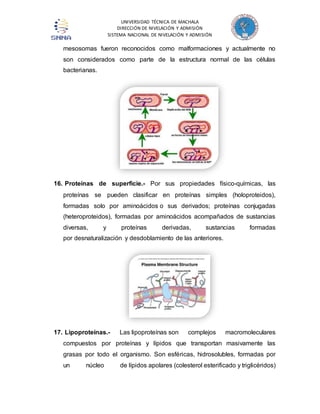 UNIVERSIDAD TÉCNICA DE MACHALA 
DIRECCIÓN DE NIVELACIÓN Y ADMISIÓN 
SISTEMA NACIONAL DE NIVELACIÓN Y ADMISIÓN 
mesosomas fueron reconocidos como malformaciones y actualmente no 
son considerados como parte de la estructura normal de las células 
bacterianas. 
16. Proteínas de superficie.- Por sus propiedades físico-químicas, las 
proteínas se pueden clasificar en proteínas simples (holoproteidos), 
formadas solo por aminoácidos o sus derivados; proteínas conjugadas 
(heteroproteidos), formadas por aminoácidos acompañados de sustancias 
diversas, y proteínas derivadas, sustancias formadas 
por desnaturalización y desdoblamiento de las anteriores. 
17. Lipoproteínas.- Las lipoproteínas son complejos macromoleculares 
compuestos por proteínas y lípidos que transportan masivamente las 
grasas por todo el organismo. Son esféricas, hidrosolubles, formadas por 
un núcleo de lípidos apolares (colesterol esterificado y triglicéridos) 
 