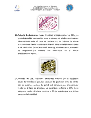 UNIVERSIDAD TÉCNICA DE MACHALA 
DIRECCIÓN DE NIVELACIÓN Y ADMISIÓN 
SISTEMA NACIONAL DE NIVELACIÓN Y ADMISIÓN 
20. Retículo Endoplásmico Liso.- El retículo endoplasmático liso (REL) es 
un orgánulo celular que consiste en un entramado de túbulos membranosos 
interconectados entre sí y que se continúan con las cisternas del retículo 
endoplasmático rugoso. A diferencia de éste, no tiene ribosomas asociados 
a sus membranas (de ahí el nombre de liso) y, en consecuencia, la mayoría 
de las proteínas que contiene son sintetizadas en el retículo 
endoplasmático rugoso. 
21. Vacuola de Gas.- Orgánulos refringentes formados por la agrupación 
celular de vesículas de gas. Las vesículas de gas tienen forma de cilindro 
con los extremos cónicos. Su pared está constituida por el ensamblaje 
regular de 2 tipos de proteínas. La Mayoritaria conforma el 97% de su 
estructura. La otra minoritaria conforma el 3% de su estructura. Y su función 
es regular la flotabilidad. 
 