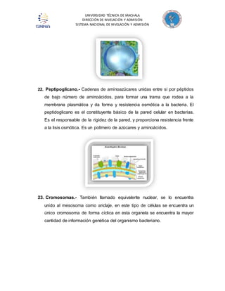 UNIVERSIDAD TÉCNICA DE MACHALA 
DIRECCIÓN DE NIVELACIÓN Y ADMISIÓN 
SISTEMA NACIONAL DE NIVELACIÓN Y ADMISIÓN 
22. Peptipoglicano.- Cadenas de aminoazúcares unidas entre sí por péptidos 
de bajo número de aminoácidos, para formar una trama que rodea a la 
membrana plasmática y da forma y resistencia osmótica a la bacteria. El 
peptidoglicano es el constituyente básico de la pared celular en bacterias. 
Es el responsable de la rigidez de la pared, y proporciona resistencia frente 
a la lisis osmótica. Es un polímero de azúcares y aminoácidos. 
23. Cromosomas.- También llamado equivalente nuclear, se lo encuentra 
unido al mesosoma como anclaje, en este tipo de células se encuentra un 
único cromosoma de forma cíclica en esta organela se encuentra la mayor 
cantidad de información genética del organismo bacteriano. 
 