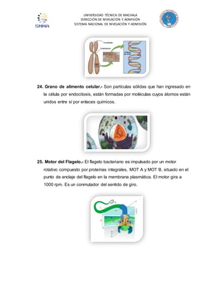 UNIVERSIDAD TÉCNICA DE MACHALA 
DIRECCIÓN DE NIVELACIÓN Y ADMISIÓN 
SISTEMA NACIONAL DE NIVELACIÓN Y ADMISIÓN 
24. Grano de alimento celular.- Son partículas sólidas que han ingresado en 
la célula por endocitosis, están formadas por moléculas cuyos átomos están 
unidos entre sí por enlaces químicos. 
25. Motor del Flagelo.- El flagelo bacteriano es impulsado por un motor 
rotativo compuesto por proteínas integrales, MOT A y MOT B, situado en el 
punto de anclaje del flagelo en la membrana plasmática. El motor gira a 
1000 rpm. Es un conmutador del sentido de giro. 
 