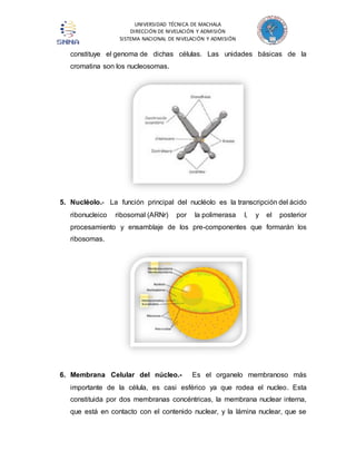 UNIVERSIDAD TÉCNICA DE MACHALA 
DIRECCIÓN DE NIVELACIÓN Y ADMISIÓN 
SISTEMA NACIONAL DE NIVELACIÓN Y ADMISIÓN 
constituye el genoma de dichas células. Las unidades básicas de la 
cromatina son los nucleosomas. 
5. Nucléolo.- La función principal del nucléolo es la transcripción del ácido 
ribonucleico ribosomal (ARNr) por la polimerasa I, y el posterior 
procesamiento y ensamblaje de los pre-componentes que formarán los 
ribosomas. 
6. Membrana Celular del núcleo.- Es el organelo membranoso más 
importante de la célula, es casi esférico ya que rodea el nucleo. Esta 
constituida por dos membranas concéntricas, la membrana nuclear interna, 
que está en contacto con el contenido nuclear, y la lámina nuclear, que se 
 