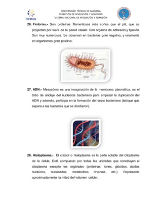UNIVERSIDAD TÉCNICA DE MACHALA 
DIRECCIÓN DE NIVELACIÓN Y ADMISIÓN 
SISTEMA NACIONAL DE NIVELACIÓN Y ADMISIÓN 
26. Fimbrias.- Son proteínas filamentosas más cortos que el pili, que se 
proyectan por fuera de la pared celular. Son órganos de adhesión y fijación. 
Son muy numerosos. Se observan en bacterias gran negativo, y raramente 
en organismos gran positivo. 
27. ADN.- Mesosóma es una invaginación de la membrana plasmática, es el 
Sitio de anclaje del nucleoide bacteriano para empezar la duplicación del 
ADN y además, participa en la formación del septo bacteriano (tabique que 
separa a las bacterias que se dividieron). 
28. Hialoplasma.- El citosol o hialoplasma es la parte soluble del citoplasma 
de la célula. Está compuesto por todas las unidades que constituyen el 
citoplasma excepto los orgánulos (proteínas, iones, glúcidos, ácidos 
nucleicos, nucleótidos, metabolitos diversos, etc.). Representa 
aproximadamente la mitad del volumen celular. 
 