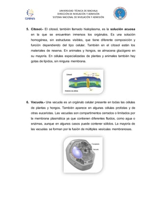 UNIVERSIDAD TÉCNICA DE MACHALA 
DIRECCIÓN DE NIVELACIÓN Y ADMISIÓN 
SISTEMA NACIONAL DE NIVELACIÓN Y ADMISIÓN 
5. Citosol.- El citosol, también llamado hialoplasma, es la solución acuosa 
en la que se encuentran inmersos los orgánulos. Es una solución 
homogénea, sin estructuras visibles, que tiene diferente composición y 
función dependiendo del tipo celular. También en el citosol están los 
materiales de reserva. En animales y hongos, se almacena glucógeno en 
su mayoría. En células especializadas de plantas y animales también hay 
gotas de lípidos, sin ninguna membrana. 
6. Vacuola.- Una vacuola es un orgánulo celular presente en todas las células 
de plantas y hongos. También aparece en algunas células protistas y de 
otras eucariotas. Las vacuolas son compartimentos cerrados o limitados por 
la membrana plasmática ya que contienen diferentes fluidos, como agua o 
enzimas, aunque en algunos casos puede contener sólidos. La mayoría de 
las vacuolas se forman por la fusión de múltiples vesículas membranosas. 
 
