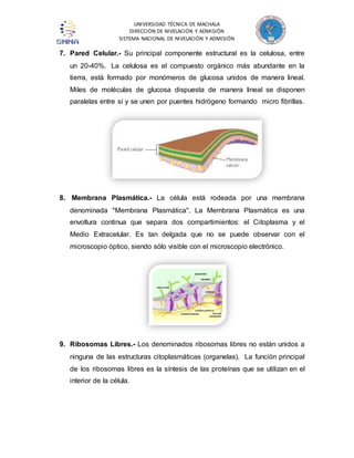 UNIVERSIDAD TÉCNICA DE MACHALA 
DIRECCIÓN DE NIVELACIÓN Y ADMISIÓN 
SISTEMA NACIONAL DE NIVELACIÓN Y ADMISIÓN 
7. Pared Celular.- Su principal componente estructural es la celulosa, entre 
un 20-40%. La celulosa es el compuesto orgánico más abundante en la 
tierra, está formado por monómeros de glucosa unidos de manera lineal. 
Miles de moléculas de glucosa dispuesta de manera lineal se disponen 
paralelas entre sí y se unen por puentes hidrógeno formando micro fibrillas. 
8. Membrana Plasmática.- La célula está rodeada por una membrana 
denominada "Membrana Plasmática". La Membrana Plasmática es una 
envoltura continua que separa dos compartimientos: el Citoplasma y el 
Medio Extracelular. Es tan delgada que no se puede observar con el 
microscopio óptico, siendo sólo visible con el microscopio electrónico. 
9. Ribosomas Libres.- Los denominados ribosomas libres no están unidos a 
ninguna de las estructuras citoplasmáticas (organelas). La función principal 
de los ribosomas libres es la síntesis de las proteínas que se utilizan en el 
interior de la célula. 
 