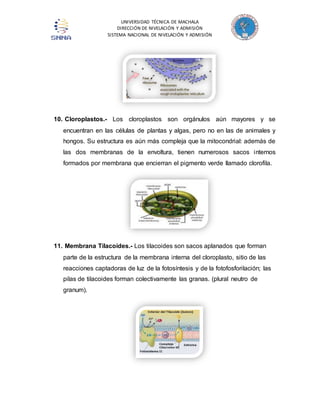 UNIVERSIDAD TÉCNICA DE MACHALA 
DIRECCIÓN DE NIVELACIÓN Y ADMISIÓN 
SISTEMA NACIONAL DE NIVELACIÓN Y ADMISIÓN 
10. Cloroplastos.- Los cloroplastos son orgánulos aún mayores y se 
encuentran en las células de plantas y algas, pero no en las de animales y 
hongos. Su estructura es aún más compleja que la mitocondrial: además de 
las dos membranas de la envoltura, tienen numerosos sacos internos 
formados por membrana que encierran el pigmento verde llamado clorofila. 
11. Membrana Tilacoides.- Los tilacoides son sacos aplanados que forman 
parte de la estructura de la membrana interna del cloroplasto, sitio de las 
reacciones captadoras de luz de la fotosíntesis y de la fotofosforilación; las 
pilas de tilacoides forman colectivamente las granas. (plural neutro de 
granum). 
 