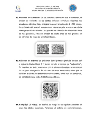 UNIVERSIDAD TÉCNICA DE MACHALA 
DIRECCIÓN DE NIVELACIÓN Y ADMISIÓN 
SISTEMA NACIONAL DE NIVELACIÓN Y ADMISIÓN 
12. Gránulos de Almidón.- En los cereales y tubérculos que lo contienen, el 
almidón se encuentra en las células formando estructuras discretas, los 
gránulos de almidón. Estos gránulos tienen un tamaño entre 2 y 100 micras, 
dependiendo del vegetal, aunque en un mismo vegetal aparece una cierta 
heterogeneidad de tamaño Los gránulos de almidón de arroz están entre 
los más pequeños, y los del almidón de patata, entre los más grandes, en 
los extremos del rango de tamaños indicado. 
13. Gránulos de Lípidos.-Se presentan como gotitas o gránulos teñibles con 
el colorante Sudan Black B (y toman por ello el nombre de "sudanófilos"). 
En muestras sin teñir, observando con el microscopio óptico, se reconocen 
por su gran refringencia. En muchas bacterias están compuestos por un 
poliéster: el ácido poli-beta-hidroxibutírico (PHB), entre ellas las aeróbicas, 
las cianobacterias y en las fotótrofas anaeróbicas. 
14. Complejo De Golgi.- El aparato de Golgi es un orgánulo presente en 
todas las células eucariotas. Pertenece al sistema de endomembranas. 
 