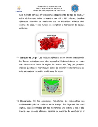 UNIVERSIDAD TÉCNICA DE MACHALA 
DIRECCIÓN DE NIVELACIÓN Y ADMISIÓN 
SISTEMA NACIONAL DE NIVELACIÓN Y ADMISIÓN 
Está formado por unos 80 dictiosomas (dependiendo del tipo de célula), y 
estos dictiosomas están compuestos por 40 o 60 cisternas (sáculos) 
aplanadas rodeados de membrana que se encuentran apilados unos 
encima de otros, y cuya función es completar la fabricación de algunas 
proteínas. 
15. Vesícula de Golgi.- Las vesículas formadas en el retículo endoplásmico 
liso forman, uniéndose entre ellas, agregados túbulo-vesiculares, los cuales 
son transportados hasta la región del aparato de Golgi por proteínas 
motoras guiadas por micro túbulos donde se fusionan con la membrana de 
éste, vaciando su contenido en el interior del lumen. 
16. Mitocondria.- En los organismos heterótrofos, las mitocondrias son 
fundamentales para la obtención de la energía. Son organelos de forma 
elíptica, están delimitados por dos membranas, una externa y lisa, y otra 
interna, que presenta pliegues, capaces de aumentar la superficie en el 
 