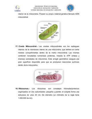 UNIVERSIDAD TÉCNICA DE MACHALA 
DIRECCIÓN DE NIVELACIÓN Y ADMISIÓN 
SISTEMA NACIONAL DE NIVELACIÓN Y ADMISIÓN 
interior de la mitocondria. Poseen su propio material genético llamado ADN 
mitocondrial. 
17. Cresta Mitocondrial.- Las crestas mitocondriales son los repliegues 
internos de la membrana interna de una mitocondria, que definen en cierta 
manera compartimentos dentro de la matriz mitocondrial. Las mismas 
contienen incrustadas numerosas proteínas, incluida la ATP sintasa y 
diversas variedades de citocromos. Este arreglo geométrico asegura una 
gran superficie disponible para que se produzcan reacciones químicas 
dentro de la mitocondria. 
18. Ribosomas.- Los ribosomas son complejos ribonucleoproteícos 
organizados en dos subunidades: pequeña y grande; el conjunto forma una 
estructura de unos 20 nm. De diámetro (un milímetro de tu regla tiene 
1.000.000 de nm). 
 