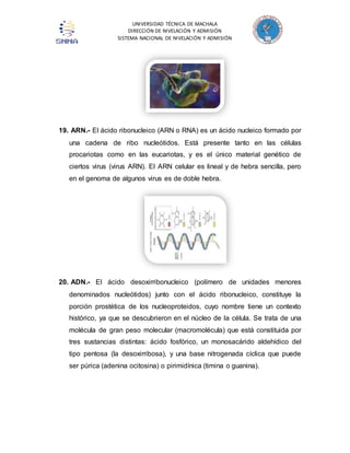 UNIVERSIDAD TÉCNICA DE MACHALA 
DIRECCIÓN DE NIVELACIÓN Y ADMISIÓN 
SISTEMA NACIONAL DE NIVELACIÓN Y ADMISIÓN 
19. ARN.- El ácido ribonucleico (ARN o RNA) es un ácido nucleico formado por 
una cadena de ribo nucleótidos. Está presente tanto en las células 
procariotas como en las eucariotas, y es el único material genético de 
ciertos virus (virus ARN). El ARN celular es lineal y de hebra sencilla, pero 
en el genoma de algunos virus es de doble hebra. 
20. ADN.- El ácido desoxirribonucleico (polímero de unidades menores 
denominados nucleótidos) junto con el ácido ribonucleico, constituye la 
porción prostética de los nucleoproteidos, cuyo nombre tiene un contexto 
histórico, ya que se descubrieron en el núcleo de la célula. Se trata de una 
molécula de gran peso molecular (macromolécula) que está constituida por 
tres sustancias distintas: ácido fosfórico, un monosacárido aldehídico del 
tipo pentosa (la desoxirribosa), y una base nitrogenada cíclica que puede 
ser púrica (adenina ocitosina) o pirimidínica (timina o guanina). 
 