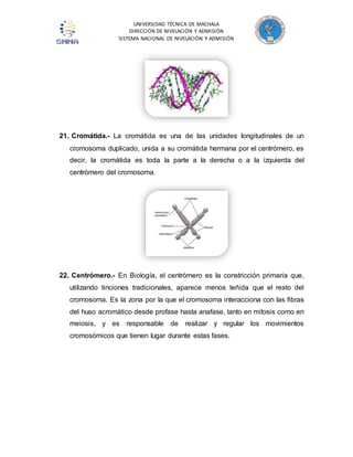 UNIVERSIDAD TÉCNICA DE MACHALA 
DIRECCIÓN DE NIVELACIÓN Y ADMISIÓN 
SISTEMA NACIONAL DE NIVELACIÓN Y ADMISIÓN 
21. Cromátida.- La cromátida es una de las unidades longitudinales de un 
cromosoma duplicado, unida a su cromátida hermana por el centrómero, es 
decir, la cromátida es toda la parte a la derecha o a la izquierda del 
centrómero del cromosoma. 
22. Centrómero.- En Biología, el centrómero es la constricción primaria que, 
utilizando tinciones tradicionales, aparece menos teñida que el resto del 
cromosoma. Es la zona por la que el cromosoma interacciona con las fibras 
del huso acromático desde profase hasta anafase, tanto en mitosis como en 
meiosis, y es responsable de realizar y regular los movimientos 
cromosómicos que tienen lugar durante estas fases. 
 