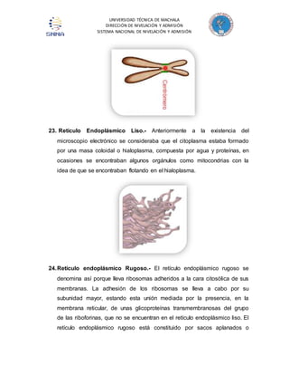 UNIVERSIDAD TÉCNICA DE MACHALA 
DIRECCIÓN DE NIVELACIÓN Y ADMISIÓN 
SISTEMA NACIONAL DE NIVELACIÓN Y ADMISIÓN 
23. Retículo Endoplásmico Liso.- Anteriormente a la existencia del 
microscopio electrónico se consideraba que el citoplasma estaba formado 
por una masa coloidal o hialoplasma, compuesta por agua y proteínas, en 
ocasiones se encontraban algunos orgánulos como mitocondrias con la 
idea de que se encontraban flotando en el hialoplasma. 
24. Retículo endoplásmico Rugoso.- El retículo endoplásmico rugoso se 
denomina así porque lleva ribosomas adheridos a la cara citosólica de sus 
membranas. La adhesión de los ribosomas se lleva a cabo por su 
subunidad mayor, estando esta unión mediada por la presencia, en la 
membrana reticular, de unas glicoproteínas transmembranosas del grupo 
de las riboforinas, que no se encuentran en el retículo endoplásmico liso. El 
retículo endoplásmico rugoso está constituido por sacos aplanados o 
 