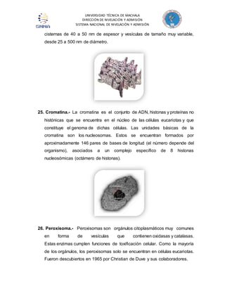 UNIVERSIDAD TÉCNICA DE MACHALA 
DIRECCIÓN DE NIVELACIÓN Y ADMISIÓN 
SISTEMA NACIONAL DE NIVELACIÓN Y ADMISIÓN 
cisternas de 40 a 50 nm de espesor y vesículas de tamaño muy variable, 
desde 25 a 500 nm de diámetro. 
25. Cromatina.- La cromatina es el conjunto de ADN, histonas y proteínas no 
histónicas que se encuentra en el núcleo de las células eucariotas y que 
constituye el genoma de dichas células. Las unidades básicas de la 
cromatina son los nucleosomas. Estos se encuentran formados por 
aproximadamente 146 pares de bases de longitud (el número depende del 
organismo), asociados a un complejo específico de 8 histonas 
nucleosómicas (octámero de histonas). 
26. Peroxisoma.- Peroxisomas son orgánulos citoplasmáticos muy comunes 
en forma de vesículas que contienen oxidasas y catalasas. 
Estas enzimas cumplen funciones de toxificación celular. Como la mayoría 
de los orgánulos, los peroxisomas solo se encuentran en células eucariotas. 
Fueron descubiertos en 1965 por Christian de Duve y sus colaboradores. 
 