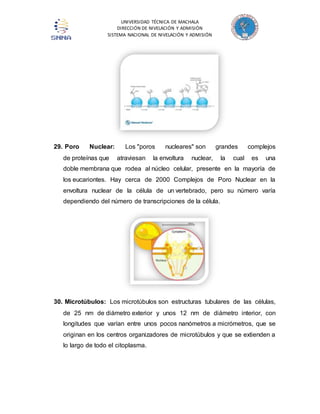 UNIVERSIDAD TÉCNICA DE MACHALA 
DIRECCIÓN DE NIVELACIÓN Y ADMISIÓN 
SISTEMA NACIONAL DE NIVELACIÓN Y ADMISIÓN 
29. Poro Nuclear: Los "poros nucleares" son grandes complejos 
de proteínas que atraviesan la envoltura nuclear, la cual es una 
doble membrana que rodea al núcleo celular, presente en la mayoría de 
los eucariontes. Hay cerca de 2000 Complejos de Poro Nuclear en la 
envoltura nuclear de la célula de un vertebrado, pero su número varía 
dependiendo del número de transcripciones de la célula. 
30. Microtúbulos: Los microtúbulos son estructuras tubulares de las células, 
de 25 nm de diámetro exterior y unos 12 nm de diámetro interior, con 
longitudes que varían entre unos pocos nanómetros a micrómetros, que se 
originan en los centros organizadores de microtúbulos y que se extienden a 
lo largo de todo el citoplasma. 
 