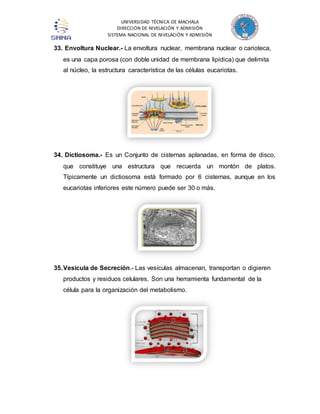 UNIVERSIDAD TÉCNICA DE MACHALA 
DIRECCIÓN DE NIVELACIÓN Y ADMISIÓN 
SISTEMA NACIONAL DE NIVELACIÓN Y ADMISIÓN 
33. Envoltura Nuclear.- La envoltura nuclear, membrana nuclear o carioteca, 
es una capa porosa (con doble unidad de membrana lipidica) que delimita 
al núcleo, la estructura característica de las células eucariotas. 
34. Dictiosoma.- Es un Conjunto de cisternas aplanadas, en forma de disco, 
que constituye una estructura que recuerda un montón de platos. 
Típicamente un dictiosoma está formado por 6 cisternas, aunque en los 
eucariotas inferiores este número puede ser 30 o más. 
35. Vesícula de Secreción.- Las vesículas almacenan, transportan o digieren 
productos y residuos celulares. Son una herramienta fundamental de la 
célula para la organización del metabolismo. 
