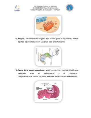 UNIVERSIDAD TÉCNICA DE MACHALA 
DIRECCIÓN DE NIVELACIÓN Y ADMISIÓN 
SISTEMA NACIONAL DE NIVELACIÓN Y ADMISIÓN 
15. Flagelo.- Usualmente los flagelos son usados para el movimiento, aunque 
algunos organismos pueden utilizarlos para otras funciones. 
16. Poros de la membrana celular.- Misión es permitir y controlar el tráfico de 
moléculas entre el nucleoplasma y el citoplasma. 
Las proteínas que forman los poros nucleares se denominan nucleoporinas. 
 