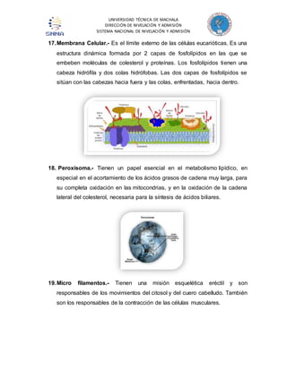 UNIVERSIDAD TÉCNICA DE MACHALA 
DIRECCIÓN DE NIVELACIÓN Y ADMISIÓN 
SISTEMA NACIONAL DE NIVELACIÓN Y ADMISIÓN 
17. Membrana Celular.- Es el límite externo de las células eucarióticas. Es una 
estructura dinámica formada por 2 capas de fosfolípidos en las que se 
embeben moléculas de colesterol y proteínas. Los fosfolípidos tienen una 
cabeza hidrófila y dos colas hidrófobas. Las dos capas de fosfolípidos se 
sitúan con las cabezas hacia fuera y las colas, enfrentadas, hacia dentro. 
18. Peroxisoma.- Tienen un papel esencial en el metabolismo lipídico, en 
especial en el acortamiento de los ácidos grasos de cadena muy larga, para 
su completa oxidación en las mitocondrias, y en la oxidación de la cadena 
lateral del colesterol, necesaria para la síntesis de ácidos biliares. 
19. Micro filamentos.- Tienen una misión esquelética eréctil y son 
responsables de los movimientos del citosol y del cuero cabelludo. También 
son los responsables de la contracción de las células musculares. 
 