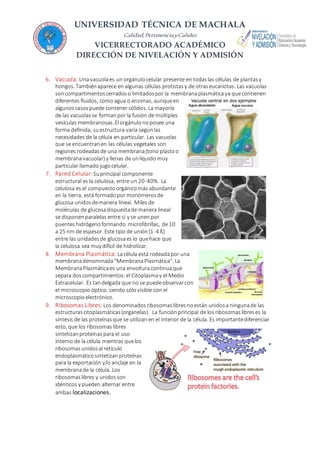 UNIVERSIDAD TÉCNICA DE MACHALA
Calidad,PertinenciayCalidez
VICERRECTORADO ACADÉMICO
DIRECCIÓN DE NIVELACIÓN Y ADMISIÓN
6. Vacuola: Unavacuolaes un orgánulo celular presente en todaslas células de plantasy
hongos. Tambiénaparece en algunas células protistas y de otras eucariotas. Las vacuolas
soncompartimentoscerradoso limitadospor la membranaplasmáticaya quecontienen
diferentes fluidos, como agua o enzimas, aunqueen
algunoscasospuede contener sólidos. La mayoría
de las vacuolasse formanpor la fusión de múltiples
vesículas membranosas. Elorgánulonoposee una
forma definida, suestructura varía segúnlas
necesidades de la célula en particular. Las vacuolas
que se encuentranen las células vegetales son
regiones rodeadasde una membrana(tono plastoo
membranavacuolar) y llenas de unlíquido muy
particular llamado jugocelular.
7. Pared Celular:Suprincipal componente
estructural es la celulosa, entre un 20-40%. La
celulosa es el compuestoorgánicomás abundante
en la tierra, está formadopor monómerosde
glucosa unidosdemanera lineal. Miles de
moléculas de glucosadispuestade manera lineal
se disponenparalelas entre sí y se unenpor
puenteshidrógenoformando microfibrillas, de 10
a 25 nm de espesor. Este tipo de unión(1-4 ß)
entre las unidadesde glucosaes lo quehace que
la celulosa sea muy difícil de hidrolizar.
8. Membrana Plasmática: Lacélula está rodeadapor una
membranadenominada"MembranaPlasmática". La
MembranaPlasmáticaes una envolturacontinuaque
separa doscompartimientos:el Citoplasmay el Medio
Extracelular. Es tandelgada que no se puedeobservarcon
el microscopio óptico, siendo sólovisible con el
microscopioelectrónico.
9. Ribosomas Libres: Los denominados ribosomas libresnoestán unidosa ningunade las
estructurascitoplasmáticas(organelas). La funciónprincipal de los ribosomaslibreses la
síntesis de las proteínasque se utilizan en el interior de la célula. Es importantediferenciar
esto, que los ribosomaslibres
sintetizanproteínaspara el uso
interno de la célula mientras quelos
ribosomasunidosal retículo
endoplasmáticosintetizanproteínas
para la exportación y/o anclaje en la
membranade la célula. Los
ribosomaslibres y unidosson
idénticos y pueden alternar entre
ambas localizaciones.
 