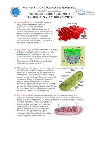 UNIVERSIDAD TÉCNICA DE MACHALA
Calidad,PertinenciayCalidez
VICERRECTORADO ACADÉMICO
DIRECCIÓN DE NIVELACIÓN Y ADMISIÓN
14. Complejo De Golgi: El aparato de Golgi es un
orgánulo presente en todaslas células
eucariotas. Pertenece al sistema de
endomembranas. Estáformadoporunos80
dictiosomas(dependiendodel tipo de célula), y
estosdictiosomasestán compuestospor40 o 60
cisternas (sáculos) aplanadasrodeadosde
membranaque se encuentranapiladosunos
encima de otros, y cuyafunción es completar la
fabricación de algunas proteínas.
15. Vesícula de Golgi: Las vesículas formadasen el retículo
endoplasmáticoliso forman, uniéndoseentre ellas,
agregadostúbulo-vesiculares, loscuales son
transportadoshastalaregión del aparatode Golgi por
proteínasmotorasguiadaspor micro túbulosdondese
fusionancon la membranade éste, vaciandosu
contenidoen el interior del lumen.
16. Mitocondria: en los organismosheterótrofos, lasmitocondriassonfundamentalespara la
obtenciónde la energía. Sonorganelosde forma
elíptica, están delimitadospor dosmembranas, una
externa y lisa, y otra interna, que presentapliegues,
capaces de aumentarla superficie en el interior de la
mitocondria. Poseensupropio material genético
llamadoADN mitocondrial. La funciónde la
mitocondriaes producir la mayorcantidadde energía
útil para el trabajo quedebe realizar la célula. Conese
fin, utiliza la energía contenida en ciertas moléculas.
Porejemplo, tenemos el caso de la glucosa.
17. Cresta Mitocondrial: Lascrestas mitocondrialessonlos repliegues internosde la
membranainterna de unamitocondria, que definen en cierta manera compartimentos
dentrode la matriz mitocondrial. Las mismascontienenincrustadasnumerosas proteínas,
incluida la ATP sintasay diversasvariedadesde
citocromos. Este arreglo geométrico asegura
unagran superficie disponiblepara que se
produzcanreacciones químicasdentro de la
mitocondria. Ello posibilita tenga lugar la
respiración celular (respiración aeróbica dado
que el mitocondrionecesita oxígeno).
 