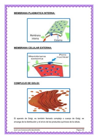 José Luis Gomezcoello Quichimbo Página 48
MEMBRANA PLASMATICA INTERNA:
MEMBRANA CELULAR EXTERNA:
COMPLEJO DE GOLGI:
El aparato de Golgi, es también llamado complejo o cuerpo de Golgi, se
encarga de la distribución y el envío de los productos químicos de la célula.
 