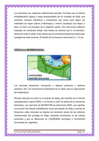José Luis Gomezcoello Quichimbo Página 72
Los lisosomas son orgánulos relativamente grandes, formados por el retículo
endoplasmático rugoso y luego empaquetadas por el complejo de Golgi, que
contienen enzimas hidrolíticos y proteolíticas que sirven para digerir los
materiales de origen externo (heterofagia) o interno (autofagia) que llegan a
ellos. Es decir, se encargan de la digestión celular. Son estructuras esféricas
rodeadas de membrana simple. Son bolsas de enzimas que si se liberasen,
destruirían toda la célula. Esto implica que la membrana lisosómicas debe estar
protegida de estas enzimas. El tamaño de un lisosoma varía entre 0.1–1.2 μm.
VESICULA MEMBRANOSA:
Las vesículas almacenan, transportan o digieren productos y residuos
celulares. Son una herramienta fundamental de la célula para la organización
del metabolismo.
Muchas vesículas se crean en el aparato de Golgi, pero también en el retículo
endoplasmático rugoso (RER), o se forman a partir de partes de la membrana
plasmática. Las vesículas de SECRECIÓN se denominan GERL, que significa
una porción del retículo endoplásmico cerca del aparato de Golgi y carente de
ribosomas, estas vesículas se originan por secreción celular de las cisternas
membranosas del complejo de Golgi, presentes únicamente en las células
eucariotas y que se diferencian en LISOSOMAS (animales) y VACUOLAS
funcionales (en vegetales).
 