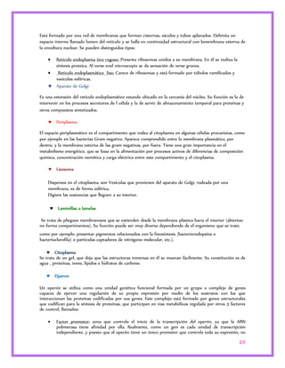 Está formado por una red de membranas que forman cisternas, sáculos y tubos aplanados. Delimita un 
espacio interno llamado lumen del retículo y se halla en continuidad estructural con lamembrana externa de 
la envoltura nuclear. Se pueden distinguidos tipos: 
20 
 Retículo endoplasma tico rugoso: Presenta ribosomas unidos a su membrana. En él se realiza la 
síntesis proteica. Al verse enel microscopio se da sensación de verse granos. 
 Retículo endoplasmático liso: Carece de ribosomas y está formado por túbulos ramificados y 
vesículas esféricas. 
 Aparato de Golgi 
Es una extensión del retículo endoplasmático estando ubicado en la cercanía del núcleo. Su función es la de 
intervenir en los procesos secretores de l célula y la de servir de almacenamiento temporal para proteínas y 
otros compuestos sintetizados. 
 Periplasma 
El espacio periplasmático es el compartimento que rodea al citoplasma en algunas células procariotas, como 
por ejemplo en las bacterias Gram negativa. Aparece comprendido entre la membrana plasmática, por 
dentro, y la membrana externa de las gram negativas, por fuera. Tiene una gran importancia en el 
metabolismo energético, que se basa en la alimentación por procesos activos de diferencias de composición 
química, concentración osmótica y carga eléctrica entre este compartimento y el citoplasma. 
 Lisosoma 
Dispersos en el citoplasma. son Vesículas que provienen del aparato de Golgi, rodeada por una 
membrana, es de forma esférica. 
Digiere las sustancias que lleguen a su interior. 
 Laminillas o lamelas 
Se trata de pliegues membranosos que se extienden desde la membrana plástica hacia el interior (abiertos: 
no forma compartimentos). Su función puede ser muy diversa dependiendo de el organismo que se trate, 
como por ejemplo: presentar pigmentos relacionados con la fotosíntesis (bacteriorodopsina o 
bacterioclorofila) o partículas captadores de nitrógeno molecular, etc.). 
 Citoplasma 
Se trata de un gel, que deja que las estructuras inmersas en él se muevan fácilmente. Su constitución es de 
agua , proteínas, iones, lípidos e hidratos de carbono. 
 Operon 
Un operón se utiliza como una unidad genética funcional formada por un grupo o complejo de genes 
capaces de ejercer una regulación de su propia expresión por medio de los sustratos con los que 
interaccionan las proteínas codificadas por sus genes. Este complejo está formado por genes estructurales 
que codifican para la síntesis de proteínas, que participan en vías metabólicas regulada por otros 3 factores 
de control, llamados: 
 Factor promotor: zona que controla el inicio de la transcripción del operón, ya que la ARN 
polimerasa tiene afinidad por ella. Realmente, como un gen es cada unidad de transcripción 
independiente, y puesto que el operón tiene un único promotor que controla toda su expresión, no 
 