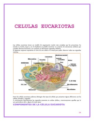 Las células eucariotas tienen un modelo de organización mucho más complejo que las procariotas. Su 
tamaño es mucho mayor y en el citoplasma es posible encontrar un conjunto de estructuras celulares que 
cumplen diversas funciones y en conjunto se denominan organelas celulares. 
El siguiente esquema representa el corte de una célula a la mitad para poder observar todas sus organelas 
internas. 
Entre las células eucariotas podemos distinguir dos tipos de células que presentan alguna diferencia: son las 
células animales y vegetales. 
A continuación describiremos las organelas presentes en ambas células y mencionaremos aquellas que le 
son particulares sólo a alguno de estos tipos. 
COMPONENTES DE LA CÉLULA EUCARIOTA 
24 
CELULAS EUCARIOTAS 
 