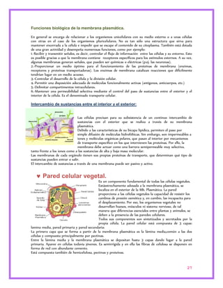 27 
Funciones biológica de la membrana plasmática. 
En general se encarga de relacionar a los organismos unicelulares con su medio externo o a unas células 
con otras en el caso de los organismos pluricelulares. No es tan sólo una estructura que sirva para 
mantener encerrada a la célula e impedir que se escape el contenido de su citoplasma. También está dotada 
de una gran actividad y desempeña numerosas funciones, como por ejemplo: 
1.-Recibir y transmitir señales, es decir, controlar el flujo de información entre las células y su entorno. Esto 
es posible gracias a que la membrana contiene receptores específicos para los estímulos externos. A su vez, 
algunas membranas generan señales, que pueden ser químicas o eléctricas (p.ej. las neuronas). 
2.-Proporcionar un medio óptimo para el funcionamiento de las proteínas de membrana (enzimas, 
receptores y proteínas transportadoras). Los enzimas de membrana catalizan reacciones que difícilmente 
tendrían lugar en un medio acuoso. 
3.-Controlar el desarrollo de la célula y la división celular. 
4.-Permitir una disposición adecuada de moléculas funcionalmente activas (antígenos, anticuerpos, etc.) 
5.-Delimitar compartimentos intracelulares. 
6.-Mantener una permeabilidad selectiva mediante el control del paso de sustancias entre el exterior y el 
interior de la célula. Es el denominado transporte celular. 
Intercambio de sustancias entre el interior y el exterior: 
Las células precisan para su subsistencia de un continuo intercambio de 
sustancias con el exterior que se realiza a través de su membrana 
plasmática. 
Debido a las características de su bicapa lipídica, permiten el paso por 
simple difusión de moléculas hidrofóbicas. Sin embargo, son impermeables a 
iones y moléculas orgánicas polares, que pasan al interior por mecanismos 
de transporte específico en los que intervienen las proteínas. Por ello, la 
membrana debe actuar como una barrera semipermeable muy selectiva, 
tanto frente a los iones como a las sustancias de alta y baja masa molecular. 
Las membranas de cada orgánulo tienen sus propias proteínas de transporte, que determinan qué tipo de 
sustancias pueden entrar o salir. 
El intercambio de sustancias a través de una membrana puede ser pasivo y activo. 
 Pared celular vegetal. 
Es un componente fundamental de todas las células vegetales. 
Estáestrechamente adosada a la membrana plasmática, se 
localiza en el exterior de la Mb. Plasmática. La pared 
proporciona a las células vegetales la capacidad de resistir los 
cambios de presión osmótica y, en cambio, las incapacita para 
el desplazamiento. Por eso, los organismos vegetales no 
desarrollan huesos, músculos ni sistema nervioso, de tal 
manera que diferencias esenciales entre plantas y animales, se 
deben a la presencia de las paredes celulares. 
Todos sus componentes son sintetizados y secretados por la 
propia célula. La pared celular está compuesta de 3 capas: 
lamina media, pared primaria y pared secundaria: 
La primera capa que se forma a partir de la membrana plasmática es la lámina media,común a las dos 
células y compuesta principalmente por pectinas. 
Entre la lámina media y la membrana plasmática se depositan hasta 3 capas dando lugar a la pared 
primaria. Aparee en células todavía jóvenes. Es semirrígida y en ella las fibras de celulosa se disponen en 
forma de red con abundante cemento. 
Está compuesta también de hemicelulosa, pectinas y proteínas. 
 