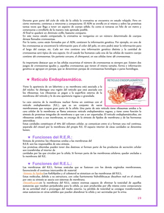 Durante gran parte del ciclo de vida de la célula la cromatina se encuentra en estado relajado. Pero en 
cierto momento, comienza a retorcerse y compactarse. El ADN se enrolla en sí mismo y sobre las proteínas 
tantas veces que llega a tener un aspecto de cuerpo sólido. Es como si tomaras un hilo de un metro y 
comenzaras a enrollarlo de la manera más apretada posible. 
Al final te quedará un diminuto ovillo, bastante compacto. 
En este nuevo estado compactado, la cromatina se reorganiza en un número determinado de cuerpos 
densos llamados cromosomas. 
Por lo tanto, como están formados por el ADN, contienen la información genética. Por ejemplo, en uno de 
los cromosomas se encontrará la información para el color del pelo, en otro podrá estar la información para 
el largo del cuerpo, etc. Cada ser vivo contiene una información genética distinta y la cantidad de 
cromosomas será típica de una especie. En el casode los humanos cada una de las células de nuestro cuerpo 
contiene 46 cromosomas. Un pariente cercano, el chimpancé, en sus células tiene 48 cromosomas. 
Es importante destacar que en las células eucariotas el número de cromosomas es siempre par. Existen dos 
juegos de cromosomas iguales y, aquellos cromosomas que tienen el mismo tamaño, forma e información 
genética se agrupan en parejas, que se denominan parejas de cromosomas homólogos o pares homólogos. 
29 
 Retículo Endoplasmático. 
Tiene la apariencia de un laberinto y su membrana está asociada a la 
del núcleo. Se distingue una región del retículo que está asociada con 
los ribosomas. Los ribosomas se pegan a la superficie externa de la 
membrana del retículo y le da una apariencia rugosa o granulada. 
La cara externa de la membrana nuclear forma un continuo con el 
retículo endoplasmático (R.E.), que es un conjunto de sacos 
membranosos que ocupan gran parte de la célula. Una parte de este retículo tiene ribosomas unidos a la 
cara celular de la membrana: se llama entonces retículo endoplasmático rugoso, y tiene como función la 
síntesis de proteinas integrales de membrana o que van a ser exportadas. El retículo endoplasmáticoliso, sin 
ribosomas unidos a sus membranas, se encarga de la síntesis de lípidos de membrana y de las hormonas 
asteroideas. 
Estas cavidades constituyen el 10% del volumen celular, se comunican entre sí y forman una red continua, 
separada del citosol por la membrana del propio R.E. El espacio interior de estas cavidades se denomina 
lumen. 
 Funciones del R.E.R.: 
Síntesis de proteína: los ribosomas unidos a las membranas del 
R.E.R. son los responsables de esta síntesis. 
Las proteínas obtenidas pueden tener dos destinos: si forman parte de los productos de secreción celular 
son transferidas al interior de 
cavidades por las que circulan por la célula. Si forman parte de las membranas celulares, quedar ancladas a 
la membrana del R.E. 
 Funciones del R.E.L.: 
Las membranas del R.E.L. formas vesículas que se fusionan con los demás orgánulos membranosos, 
favoreciendo el continuo intercambio de material. 
-Síntesis de lípidos:Los fosfolípidos y el colesterol se sintetizan en las membranas del R.E.L. 
Estas moléculas, debido a su estructura, con colas fuertemente hidrofóbicas,se disuelven mal en el citosol, 
por esto su síntesis se asocia con sistemas de membrana. 
-Detoxificación:en la membrana del R.E.L. existen enzimas capaces de eliminar la toxicidad de aquellas 
sustancias que resultan perjudiciales para la célula, ya sean producidas por ella misma como consecuencia 
de su actividad vital o provengan del medio externo. La pérdida de toxicidad se consigue transformando 
estas sustancias en otras solubles que puedan abandonar la célula y ser secretadas por la orina. 
 