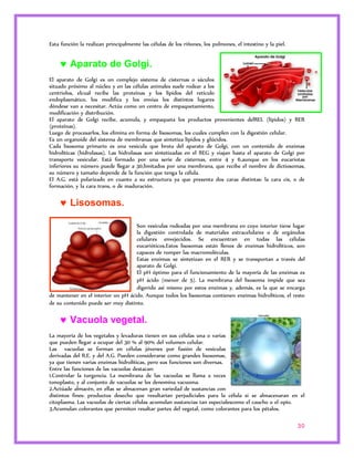 30 
Esta función la realizan principalmente las células de los riñones, los pulmones, el intestino y la piel. 
 Aparato de Golgi. 
El aparato de Golgi es un complejo sistema de cisternas o sáculos 
situado próximo al núcleo y en las células animales suele rodear a los 
centriolos, elcual recibe las proteínas y los lípidos del retículo 
endoplasmático, los modifica y los envíaa los distintos lugares 
dóndese van a necesitar. Actúa como un centro de empaquetamiento, 
modificación y distribución. 
El aparato de Golgi recibe, acumula, y empaqueta los productos provenientes delREL (lípidos) y RER 
(proteínas). 
Luego de procesarlos, los elimina en forma de lisosomas, los cuales cumplen con la digestión celular. 
Es un organoide del sistema de membranas que sintetiza lípidos y glúcidos. 
Cada lisosoma primario es una vesícula que brota del aparato de Golgi, con un contenido de enzimas 
hidrolíticas (hidrolasas). Las hidrolasas son sintetizadas en el REG y viajan hasta el aparato de Golgi por 
transporte vesicular. Está formado por una serie de cisternas, entre 4 y 6,aunque en los eucariotas 
inferiores su número puede llegar a 30,limitados por una membrana, que recibe el nombre de dictiosomas, 
su número y tamaño depende de la función que tenga la célula. 
El A.G. está polarizado en cuanto a su estructura ya que presenta dos caras distintas: la cara cis, o de 
formación, y la cara trans, o de maduración. 
 Lisosomas. 
Son vesículas rodeadas por una membrana en cuyo interior tiene lugar 
la digestión controlada de materiales extracelulares o de orgánulos 
celulares envejecidos. Se encuentran en todas las células 
eucarióticos.Estos lisosomas están llenos de enzimas hidrolíticos, son 
capaces de romper las macromoléculas. 
Estas enzimas se sintetizan en el RER y se transportan a través del 
aparato de Golgi. 
El pH óptimo para el funcionamiento de la mayoría de las enzimas es 
pH ácido (menor de 5). La membrana del lisosoma impide que sea 
digerido así mismo por estos enzimas y, además, es la que se encarga 
de mantener en el interior un pH ácido. Aunque todos los lisosomas contienen enzimas hidrolíticos, el resto 
de su contenido puede ser muy distinto. 
 Vacuola vegetal. 
La mayoría de los vegetales y levaduras tienen en sus células una o varias 
que pueden llegar a ocupar del 30 % al 90% del volumen celular. 
Las vacuolas se forman en células jóvenes por fusión de vesículas 
derivadas del R.E. y del A.G. Pueden considerarse como grandes lisosomas, 
ya que tienen varias enzimas hidrolíticas, pero sus funciones son diversas. 
Entre las funciones de las vacuolas destacan: 
1.Controlar la turgencia. La membrana de las vacuolas se llama a veces 
tonoplasto, y al conjunto de vacuolas se les denomina vacuoma. 
2.Actúade almacén, en ellas se almacenan gran variedad de sustancias con 
distintos fines: productos desecho que resultarían perjudiciales para la célula si se almacenaran en el 
citoplasma. Las vacuolas de ciertas células acumulan sustancias tan especialescomo el caucho o el opio. 
3.Acumulan colorantes que permiten resaltar partes del vegetal, como colorantes para los pétalos. 
 