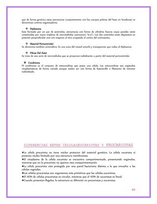 que de forma genérica estas estructuras (conjuntamente con los cuerpos polares del huso en levaduras) se 
denominan centros organizadores. 
40 
 Diplosoma 
Está formado por un par de centriolos, estructuras con forma de cilindros huecos cuyas paredes están 
constituidas por nueve tripletes de microtúbulos (estructura "9×3"). Los dos centriolos están dispuestos en 
posición perpendicular uno con respecto al otro ocupando el centro del centrosoma. 
 Material Pericentriolari 
Se denomina también centrosfera. Es una zona del citosol amorfa y transparente que rodea al diplosoma. 
 Fibras Del Áster 
Se trata de una serie de microtúbulos que se proyectan radialmente a partir del material pericentriolar. 
 Condrioma 
El condrioma es el conjunto de mitocondrias que posee una célula. Las mitocondrias son orgánulos 
citoplasmáticos de forma variada aunque suelen ser con forma de bastoncillo o filamento de extremo 
redondeado. 
DIFERENCIAS ENTRE CELULASEUCARIOTAS Y PROCARIOTAS 
●La célula procariota no tiene núcleo protector del material genético. La célula eucariota sí 
presenta núcleo limitado por una estructura membranosa. 
●El citoplasma de la célula eucariota se encuentra compartimentado, presentando orgánulos, 
mientras que en la procariota no aparece esta compartimentación. 
●La célula procariota está protegida por una pared bacteriana distinta a la que envuelve a las 
células vegetales. 
●Las células procariotas son organismos más primitivos que las células eucariotas. 
●El ADN de células procariotas es circular, mientras que el ADN de eucariotas es lineal. 
●Cuando presentan flagelos, la estructura es diferente en procariotas y eucariotas. 
 