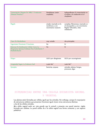 Transcripción (Síntesis De ARN) Y Traducción 
(Síntesis Proteica)20 
Simultáneas (están 
acopladas) 
Independientes: la transcripción en 
el núcleo y la traducción en el 
citoplasma 
Flagelo simple, insertado en la 
membrana y con 
movimiento rotatorio 
complejo, filamentoso, insertado en 
el citoesqueleto y con movimiento 
flagelar helicoidal y ciliar 
ondulatorio 
Tipos De Metabolismo muy variado dos principales 
Fagocitosis, Pinocitosis Y Exocitosis No Sí 
Sistemas De Señalización Celular Como La 
No Sí 
Maquinaria Quinasa-Fosfatasa Para Fosforilación Y 
Desfosforilación 
Origen LUCA por abiogénesis LECA por eucariogénesis 
Antigüedad Según La Evidencia Fósil 3.450 Ma21 1.400 Ma22 
Ejemplos bacterias, arqueas animales, plantas, hongos, 
protozoos, algas 
DIFERENCIAS ENTRE UNA CELULA EUCARIOTA ANIMAL 
43 
Y VEGETAL 
Las plantas están formadas por células, igual que los animales. Sin embargo, aunque la mayorparte 
de estructuras celulares que presentan funcionan igual, tienen otras estructuras distintas 
a las de las células animales. 
●La célula vegetal suele ser más grande que la animal y presenta una pared exterior, rígida, 
formada por celulosa. La pared celular da a la célula vegetal una forma constante y con aspecto 
poliédrico. 
 