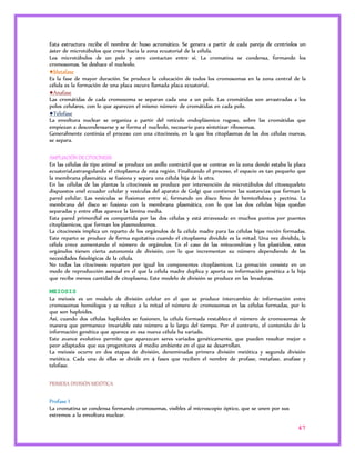 Esta estructura recibe el nombre de huso acromático. Se genera a partir de cada pareja de centriolos un 
áster de microtúbulos que crece hacia la zona ecuatorial de la célula. 
Los microtúbulos de un polo y otro contactan entre sí. La cromatina se condensa, formando los 
cromosomas. Se deshace el nucleolo. 
●Metafase 
Es la fase de mayor duración. Se produce la colocación de todos los cromosomas en la zona central de la 
célula es la formación de una placa oscura llamada placa ecuatorial. 
●Anafase 
Las cromátidas de cada cromosoma se separan cada una a un polo. Las cromátidas son arrastradas a los 
polos celulares, con lo que aparecen el mismo número de cromátidas en cada polo. 
●Telofase 
La envoltura nuclear se organiza a partir del retículo endoplásmico rugoso, sobre las cromátidas que 
empiezan a descondensarse y se forma el nucleolo, necesario para sintetizar ribosomas. 
Generalmente continúa el proceso con una citocinesis, en la que los citoplasmas de las dos células nuevas, 
se separa. 
AMPLIACIÓN DE CITOCINESIS 
En las células de tipo animal se produce un anillo contráctil que se contrae en la zona donde estaba la placa 
ecuatorial,estrangulando el citoplasma de esta región. Finalizando el proceso, el espacio es tan pequeño que 
la membrana plasmática se fusiona y separa una célula hija de la otra. 
En las células de las plantas la citocinesis se produce por intervención de microtúbulos del citoesqueleto 
dispuestos enel ecuador celular y vesículas del aparato de Golgi que contienen las sustancias que forman la 
pared celular. Las vesículas se fusionan entre sí, formando un disco lleno de hemicelulosa y pectina. La 
membrana del disco se fusiona con la membrana plasmática, con lo que las dos células hijas quedan 
separadas y entre ellas aparece la lámina media. 
Esta pared primordial es compartida por las dos células y está atravesada en muchos puntos por puentes 
citoplásmicos, que forman los plasmodesmos. 
La citocinesis implica un reparto de los orgánulos de la célula madre para las células hijas recién formadas. 
Este reparto se produce de forma equitativa cuando el citoplasma dividido es la mitad. Una vez dividida, la 
célula crece aumentando el número de orgánulos. En el caso de las mitocondrias y los plastidios, estos 
orgánulos tienen cierta autonomía de división, con lo que incrementan su número dependiendo de las 
necesidades fisiológicas de la célula. 
No todas las citocinesis reparten por igual los componentes citoplásmicos. La gemación consiste en un 
modo de reproducción asexual en el que la célula madre duplica y aporta su información genética a la hija 
que recibe menos cantidad de citoplasma. Este modelo de división se produce en las levaduras. 
MEIOSIS 
La meiosis es un modelo de división celular en el que se produce intercambio de información entre 
cromosomas homólogos y se reduce a la mitad el número de cromosomas en las células formadas, por lo 
que son haploides. 
Así, cuando dos células haploides se fusionen, la célula formada restablece el número de cromosomas de 
manera que permanece invariable este número a lo largo del tiempo. Por el contrario, el contenido de la 
información genética que aparece en esa nueva célula ha variado. 
Este avance evolutivo permite que aparezcan seres variados genéticamente, que pueden resultar mejor o 
peor adaptados que sus progenitores al medio ambiente en el que se desarrollan. 
La meiosis ocurre en dos etapas de división, denominadas primera división meiótica y segunda división 
meiótica. Cada una de ellas se divide en 4 fases que reciben el nombre de profase, metafase, anafase y 
telofase. 
47 
PRIMERA DIVISIÓN MEIÓTICA 
Profase I 
La cromatina se condensa formando cromosomas, visibles al microscopio óptico, que se unen por sus 
extremos a la envoltura nuclear. 
 