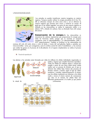 9 
2. Nutrición heterótrofa (animal). 
Los animales no pueden transformar materia inorgánica en materia 
orgánica. Tampoco pueden utilizar la energía precedente de la luz. Por 
ello se alimentan siempre de otros seres vivos y así se obtienen la 
materia orgánica que precisan para crecer y construir su cuerpo. Al 
igual que en las células vegetales, una parte de esta materia orgánica es 
utilizada en las mitocondrias, se realiza la respiración celular y se 
obtiene ATP y dióxido de carbono. Éste es eliminado fuera del cuerpo 
del animal. 
Conservación de la energía.-En las mitocondrias se 
encuentran las cadenas respiratorias que proporcionan la energía para 
todas las funciones vitales, energía que se acumula en vectores 
energéticos como el adenosindifosfato y el adenosintrifosfato (ADP y 
ATP, respectivamente). También se localizan en las mitocondrias los 
enzimas del ciclo del ácido cítrico o ciclo de Krebs, a través del cual glúcidos, lípidos y prótidos son 
interconvertibles –actúa, por consiguiente, como la turbina central de todo el metabolismo-, y los enzimas 
que oxidan las grasas en el proceso de la β-oxidación. En el espacio citoplasmático se realiza el proceso 
previo de la glicólisis. 
Función de reproducción 
Las plantas y los animales están formados por miles de millones de células individuales organizadas en 
tejidos y órganos que cumplen funciones específicas. 
Todas las células de cualquier planta o animal han 
surgido a partir de una única célula inicial (célula 
madre) por un proceso de división, por el que se 
obtienen dos células hijas. Existen dos procesos de 
división; mitosis y meiosis, según el tipo de célula: 
somáticas y sexuales respectivamente.En el primer 
caso las células resultantes son idénticas a las célula 
madre y tienen el mismo número de cromosomas 
que ésta; en la meiosis, las células hijas son 
diferentes genéticamente a la madre ya que poseen 
la mitad de cromosomas. 
 