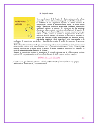 10 
Función de relación 
Como manifestación de la función de relación, existen muchas células 
que pueden moverse. Este movimiento puede ser vibrátil o ameboide. 
La motilidad de los organismos depende en última instancia de 
movimientos o cambios de dimensión en las células. Las células móviles 
pueden desplazarse emitiendo seudópodos (mediante movimientos 
amebóides) debidos a cambios de estructura en las proteínas 
plasmáticas, o bien mediante movimiento vibrátil a través de la acción de 
cilios y flagelos. Los cilios son filamentos cortos y muy numerosos que 
rodean la célula, además de permitir el desplazamiento de la célula, 
remueven el medio externo para facilitar la captación del alimento; los 
flagelos son filamentos largos y poco numerosos que desplazan la célula. 
Las células musculares (fibras musculares) están especializadas en la 
producción de movimiento, acortándose y distendiéndose gracias al cambio de estructura de proteínas 
especiales. 
En la célula el movimiento se suele producir como respuesta a diversos estímulos; es decir, cambios en el 
medio externo (cambios en la intensidad de la luz o la presencia de una sustancia tóxica). La célula puede 
moverse para acercarse o alejarse, según el estímulo le resulte favorable o perjudicial. Esta respuesta en 
forma de movimiento recibe el nombre de tactismo. 
Cuando el movimiento consiste en aproximarse al estímulo, decimos que la célula presenta tactismo 
positivo. Si la respuesta es alejarse del estímulo, se dice que la célula presenta tactismo negativo. 
TAMAÑO DE LAS CÉLULAS 
Las células son, generalmente de tamaño variable; por tal motivo la podemos dividir en tres grupos: 
Macroscópicas, microscópicas, y ultramicroscópicas. 
 