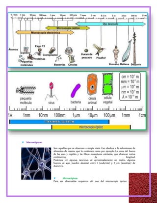11 
 Macroscópicas: 
Son aquellas que se observan a simple vista. Eso obedece a lo voluminoso de 
alimentos de reserva que lo contienen como por ejemplo: La yema del huevo 
de las aves y reptiles y las fibras musculares estriadas, que alcanzan varios 
centímetros de longitud. 
Podemos ver algunas neuronas de aproximadamente un metro, algunos 
huevos de aves pueden alcanzar entre 1 (codorniz) y 7 cm (avestruz) de 
diámetro. 
 Microscópicas: 
Para ser observadas requieren del uso del microscopio óptico 
 