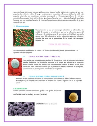 (aumenta hasta 1500 veces) ejemplo: glóbulos rojos, blancos, bacilos, tejidos, etc. A pesar de ser muy 
pequeñas (un milímetro cúbico de sangre puede contener unos cinco millones de células). La célula más 
pequeña observada, en condiciones normales, corresponde a Mycoplasmagenitalium, de 0,2 μm, 
encontrándose cerca del límite teórico de 0,17 μm. Existen bacterias con 1 y 2 μm de longitud. Las células 
humanas son muy variables: hematíes de 7 micras, hepatocitos con 20 micras, espermatozoides de 53 μm, 
óvulos de 150 μm. 
12 
 Ultramicroscópicas: 
Necesariamente se usa el microscopio electrónico y ultravioleta. Su 
unidad de medida es el milimicrón que es la millonésima parte del 
milímetro o la milésima parte de una micra, y el 12élulas12 que es la 
décima parte del milimicrón o la diez millonésima parte del milímetro. 
Ejemplo: los virus de la poliomielitis de la viruela, del sarampión, 
hepatitis, etc 
FORMA DE LAS CELULAS. 
Las Células varían notablemente en cuanto a su forma, que de manera general, puede reducirse a la 
siguiente: variables y regular. 
 CELULAS DE FORMA VARIBLE O IRREGULAR: 
Son células que constantemente cambian de forma según como se cumplan sus diversos 
estados fisiológicos. Por ejemplo los leucocitos en la sangre, son esféricos y en los tejidos 
toman diversa formas; las amebas que constantemente cambian de forma en las aguas 
estancadas. Estos constantes cambios que se producen se deben a la emisión de seudópodos, 
que no son si no prolongaciones transitorias del citoplasma. 
 CELULAS DE FORMA ESTABLE, REGULAR O TIPICA: 
La forma estable que toman las células en los organismos pluricelulares se debe a la forma como se 
han adaptado para cumplir ciertas funciones en determinados tejidos u órganos. Son de las siguientes 
clases: 
1. ISODIAMÉTRICAS: 
Son las que tienen sus tres dimensiones iguales o casi iguales. Pueden ser: 
ESFÉRICAS: como los óvulos y los cocos (bacterias). 
OVOIDEOS: Como las levaduras. 
 