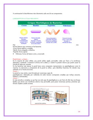 16 
A continuación le describiremos más claramente cada uno de sus componentes. 
COMPONENTES DE LA CÉLULA PROCARIOTA: 
Hay tres 
formas básicas muy comunes en las bacterias. 
•Coco: forma esférica u ovalada. 
•Bacilo: forma alargada o cilíndrica. 
•Espirilo: forma espiral. 
 Vibriones: Forma de baston corto y encorvado 
Pared: Gram + y Gram -. 
En la mayoría de estas células, una pared celular rígida, permeable, rodea por fuera a la membrana 
plasmática, ayudando a mantener la forma de la célula y a resistir la presión interna que puede causar la 
entrada de agua por osmosis. 
En las bacterias más típicas, la pared tiene como compuesto representativo un peptidoglucano como la 
muerina. La estructura y composición de la pared se utiliza para identificar bacterias. Un método muy 
utilizado en la Tinción de Gram. 
•Gram +: 
La pared es muy ancha y esta formada por numerosas capas de 
peptidoglucano, reforzadas por moléculas de ácido teicoico (compuesto complejo que incluye azucares, 
fosfatos y aminoácidos). 
•Gram -: 
Es más estrecha y compleja, ya que hay una sola capa de peptidoglicano y, por fuera de ella, hay una bicapa 
lipídica que forma una membrana externa muy permeable, pues posee numerosas porinas, proteínas que 
forman amplios canales acuosos. 
 
