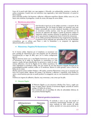 Fuera de la pared suele haber una capa pegajosa o Glicocálix ,con polisacáridos, proteínas o mezclas de 
ambos compuestos. Cuando tiene una estructura muy organizada y está unida firmemente a la pared se 
llama Cápsula. 
Estos materiales ayudan a las bacterias a adherirse a diferentes superficies (dientes, células, rocas, etc.) y las 
hacen más virulentas al protegerlas, a modo de coraza, del ataque de otras células. 
17 
 Membrana plasmática. 
Está formada al igual que en las células eucariotas, a excepción de las 
arqueobacterias, por una bicapa de lípidos con proteínas, pero más 
fluida y permeable por no tener colesterol. Asociadas a la membrana 
se encuentran muchas enzimas, como las que intervienen en los 
procesos de utilización del oxígeno. Cuando las bacterias realizan la 
respiración celular necesitan aumentar la superficie de su membrana, 
por lo que presentan invaginaciones hacia el interior,los mesosomas. 
En las células procariotas fotosintéticas hay invaginaciones asociadas a 
la presencia de las moléculas que aprovechan la luz, son los llamados 
cromatóforos, que se utilizan para llevar a cabo la fotosíntesis y se componen de pigmentos 
debacterioclorofila y carotenoides. 
 Ribosomas, Flagelos,Pili Bacterianos Y Fimbrias. 
En el interior celular, dispersos por el citoplasma, se encuentran una 
gran cantidad de ribosomas,un poco más pequeños que los ribosomas 
eucarióticos(70S en lugar de 80S), pero con la misma configuración 
general. 
Algunas bacterias tienen uno o más flagelos bacterianos que sirven para 
el movimiento de la célula. Su disposición es característica en cada 
especie y resulta útil para identificarlas. Su estructura y modo de actuar 
sonmuy diferentes a los de los flagelos de las células eucarióticos. No 
están rodeadospor la membrana celular, sino que constan de una sola estructura alargada, formada por la 
proteínaflagelina,anclada mediante anillos en la membrana. Mueven la célula girando, como si fueran las 
hélices de un motor. 
Muchas especies tienen también fimbrias o Pili (pelos), proteínas filamentosas cortas que se proyectan por 
fuera de la pared celular. Algunos Pili ayudan a las bacterias a adherirse a superficies, otros facilitan la 
unión a otras bacterias para que se pueda producir la conjugación, esto es, una transmisión de genes entre 
ellas. 
Fimbrias son órganos de adhesión y fijación, muy numerosas y más cortas que los pilis. 
 Filamento Flagelar 
El filamento flagelar es una estructura cilíndrica fina, hueca y rígida que 
tiene un papel “pasivo” durante el movimiento flagelar, actuando de manera 
análoga a la hélice de un barco. 
Está constituido por el ensamblaje de miles de subunidades idénticas de 
una proteína llamada flagelina. 
 Material genético bacteriano. 
El nucleoide o zona en que está situado el 
cromosoma bacterianoestá formado por una 
única molécula de ADN circular de doble 
cadena, asociada con unas pocas proteínas no 
 
