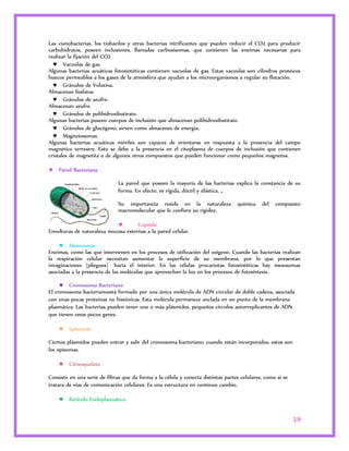 Las cianobacterias, los tiobacilos y otras bacterias nitrificantes que pueden reducir el CO2 para producir 
carbohidratos, poseen inclusiones, llamadas carboxisomas, que contienen las enzimas necesarias para 
realizar la fijación del CO2 
 Vacuolas de gas. 
Algunas bacterias acuáticas fotosintéticas contienen vacuolas de gas. Estas vacuolas son cilindros proteicos 
huecos permeables a los gases de la atmósfera que ayudan a los microorganismos a regular su flotación. 
 Gránulos de Volutina. 
Almacenan fosfatos 
 Gránulos de azufre. 
Almacenan azufre. 
 Gránulos de polihidroxibutirato. 
Algunas bacterias poseen cuerpos de inclusión que almacenan polihidroxibutirato 
 Gránulos de glucógeno, sirven como almacenes de energía. 
 Magnetosomas 
Algunas bacterias acuáticas móviles son capaces de orientarse en respuesta a la presencia del campo 
magnético terrestre. Esto se debe a la presencia en el citoplasma de cuerpos de inclusión que contienen 
cristales de magnetita o de algunos otros compuestos que pueden funcionar como pequeños magnetos. 
19 
 Pared Bacteriana 
La pared que poseen la mayoría de las bacterias explica la constancia de su 
forma. En efecto, es rígida, dúctil y elástica. „ 
Su importancia reside en la naturaleza química del compuesto 
macromolecular que le confiere su rigidez. 
 Capsula 
Envolturas de naturaleza mucosa externas a la pared celular. 
 Mesosomas 
Enzimas, como las que intervienen en los procesos de utilización del oxígeno. Cuando las bacterias realizan 
la respiración celular necesitan aumentar la superficie de su membrana, por lo que presentan 
invaginaciones (pliegues) hacia el interior. En las células procariotas fotosintéticas hay mesosomas 
asociadas a la presencia de las moléculas que aprovechan la luz en los procesos de fotosíntesis. 
 Cromosoma Bacteriano 
El cromosoma bacterianoestá formado por una única molécula de ADN circular de doble cadena, asociada 
con unas pocas proteínas no histónicas. Esta molécula permanece anclada en un punto de la membrana 
plasmática. Las bacterias pueden tener uno o más plásmidos, pequeños círculos autorreplicantes de ADN 
que tienen unos pocos genes. 
 Episomas 
Ciertos plásmidos pueden entrar y salir del cromosoma bacteriano; cuando están incorporados, estos son 
los episomas. 
 Citoesqueleto 
Consiste en una serie de fibras que da forma a la célula y conecta distintas partes celulares, como si se 
tratara de vías de comunicación celulares. Es una estructura en continuo cambio. 
 Retículo Endoplasmático 
 