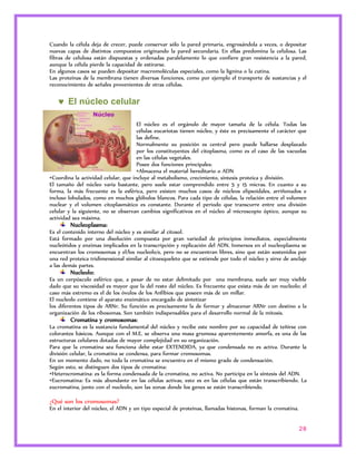 Cuando la célula deja de crecer, puede conservar sólo la pared primaria, engrosándola a veces, o depositar 
nuevas capas de distintos compuestos originando la pared secundaria. En ellas predomina la celulosa. Las 
fibras de celulosa están dispuestas y ordenadas paralelamente lo que confiere gran resistencia a la pared, 
aunque la célula pierde la capacidad de estirarse. 
En algunos casos se pueden depositar macromoléculas especiales, como la lignina o la cutina. 
Las proteínas de la membrana tienen diversas funciones, como por ejemplo el transporte de sustancias y el 
reconocimiento de señales provenientes de otras células. 
28 
 El núcleo celular 
El núcleo es el orgánulo de mayor tamaña de la célula. Todas las 
células eucariotas tienen núcleo, y éste es precisamente el carácter que 
las define. 
Normalmente su posición es central pero puede hallarse desplazado 
por los constituyentes del citoplasma, como es el caso de las vacuolas 
en las células vegetales. 
Posee dos funciones principales: 
•Almacena el material hereditario o ADN 
•Coordina la actividad celular, que incluye al metabolismo, crecimiento, síntesis proteica y división. 
El tamaño del núcleo varía bastante, pero suele estar comprendido entre 5 y 15 micras. En cuanto a su 
forma, la más frecuente es la esférica, pero existen muchos casos de núcleos elipsoidales, arriñonados e 
incluso lobulados, como en muchos glóbulos blancos. Para cada tipo de células, la relación entre el volumen 
nuclear y el volumen citoplasmático es constante. Durante el periodo que transcurre entre una división 
celular y la siguiente, no se observan cambios significativos en el núcleo al microscopio óptico, aunque su 
actividad sea máxima. 
Nucleoplasma: 
Es el contenido interno del núcleo y es similar al citosol. 
Está formado por una disolución compuesta por gran variedad de principios inmediatos, especialmente 
nucleótidos y enzimas implicados en la transcripción y replicación del ADN. Inmersos en el nucleoplasma se 
encuentran los cromosomas y el/los nucleolo/s, pero no se encuentran libres, sino que están sostenidos por 
una red proteica tridimensional similar al citoesqueleto que se extiende por todo el núcleo y sirve de anclaje 
a las demás partes. 
Nucleolo: 
Es un corpúsculo esférico que, a pesar de no estar delimitado por una membrana, suele ser muy visible 
dado que su viscosidad es mayor que la del resto del núcleo. Es frecuente que exista más de un nucleolo; el 
caso más extremo es el de los óvulos de los Anfibios que poseen más de un millar. 
El nucleolo contiene el aparato enzimático encargado de sintetizar 
los diferentes tipos de ARNr. Su función es precisamente la de formar y almacenar ARNr con destino a la 
organización de los ribosomas. Son también indispensables para el desarrollo normal de la mitosis. 
Cromatina y cromosomas: 
La cromatina es la sustancia fundamental del núcleo y recibe este nombre por su capacidad de teñirse con 
colorantes básicos. Aunque con el M.E. se observa una masa grumosa aparentemente amorfa, es una de las 
estructuras celulares dotadas de mayor complejidad en su organización. 
Para que la cromatina sea funciona debe estar EXTENDIDA, ya que condensada no es activa. Durante la 
división celular, la cromatina se condensa, para formar cromosomas. 
En un momento dado, no toda la cromatina se encuentra en el mismo grado de condensación. 
Según esto, se distinguen dos tipos de cromatina: 
•Heterocromatina: es la forma condensada de la cromatina, no activa. No participa en la síntesis del ADN. 
•Eucromatina: Es más abundante en las células activas, esto es en las células que están transcribiendo. La 
eucromatina, junto con el nucleolo, son las zonas donde los genes se están transcribiendo. 
¿Qué son los cromosomas? 
En el interior del núcleo, el ADN y un tipo especial de proteínas, llamadas histonas, forman la cromatina. 
 