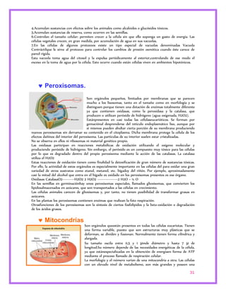 4.Acumulan sustancias con efectos sobre los animales como alcaloides o glucósidos tóxicos. 
5.Acumulan sustancias de reserva, como ocurren en las semillas. 
6.Controlan el tamaño celular: permiten crecer a la célula sin que ello suponga un gasto de energía. Las 
células vegetales crecen, en gran medida, por acumulación de agua en sus vacuolas. 
7.En las células de algunos protozoos existe un tipo especial de vacuolas denominadas Vacuola 
Contráctilque le sirve al protozoo para controlar los cambios de presión osmótica cuando éste carece de 
pared rígida. 
Esta vacuola toma agua del citosol y la expulsa periódicamente al exterior,controlando de ese modo el 
exceso en la toma de agua por la célula. Esto ocurre cuando están células viven en ambientes hipotónicos. 
31 
 Peroxisomas. 
Son orgánulos pequeños, limitados por membranas que se parecen 
mucho a los lisosomas, tanto en el tamaño como en morfología y se 
distinguen porque tienen una dotación de enzimas totalmente diferente 
ya que contienen oxidasas, como la peroxidasa y la catalasa, que 
producen o utilizan peróxido de hidrógeno (agua oxigenada, H2O2). 
Estánpresentes en casi todas las célulaseucarióticos. Se forman por 
gemaciónal desprenderse del retículo endoplasmático liso, aunque por 
sí mismos pueden abultar cierta porción de su membrana produciendo 
nuevos peroxisomas sin derramar su contenido en el citoplasma. Dicha membrana protege la célula de los 
efectos dañinos del interior del peroxisoma. Las partículas de su interior suelen estar cristalizadas. 
No se observa en ellos ni ribosomas ni material genético propio. 
Las oxidasas participan en reacciones metabólicas de oxidación utilizando el oxígeno molecular y 
produciendo peróxido de hidrógeno. Sin embargo, el peróxido es un compuesto muy tóxico para las células 
por lo que es degradado dentro del propio peroxisoma mediante la acción de las catalasas. La catalasa 
utiliza el H2O2 
Estas reacciones de oxidación tienen como finalidad la detoxificación de gran número de sustancias tóxicas. 
Por ello, la actividad de estos orgánulos es especialmente importante en las células del para oxidar una gran 
variedad de otros sustratos como etanol, metanol, etc. hígadoy del riñón. Por ejemplo, aproximadamente 
casi la mitad del alcohol que entra en el hígado es oxidado en los peroxisomas presentes es ese órgano. 
Oxidasas CatalasaO2----------H2O2 2 H2O2 -----------------2 H2O + ½ O 
En las semillas en germinaciónhay unos peroxisomas especiales, llamados glioxisomas, que convierten los 
lípidosalmacenados en azúcares, que son transportados a las células en crecimiento. 
Las células animales carecen de glioxisomas y, por tanto, no tienen posibilidad de transformar grasas en 
azúcares. 
En las plantas los peroxisomas contienen enzimas que realizan la foto respiración. 
Otrasfunciones de los peroxisomas son la síntesis de ciertos fosfolípidos y la beta-oxidación o degradación 
de los ácidos grasos. 
 Mitocondrias 
Son orgánulos queestán presentes en todas las células eucariotas. Tienen 
una forma variable, puesto que son estructuras muy plásticas que se 
deforman, se dividen y fusionan. Normalmente tienen forma cilíndrica y 
alargada. 
Su tamaño oscila entre 0,5 y 1 μmde diámetro y hasta 7 μ de 
longitud.Su número depende de las necesidades energéticas de la célula, 
ya que estánespecializadas en la obtención de energíaen forma de ATP 
mediante el proceso llamado de respiración celular. 
La morfología y el número varían de una mitocondria a otra. Las células 
con un elevado nivel de metabolismo, son más grandes y poseen una 
 