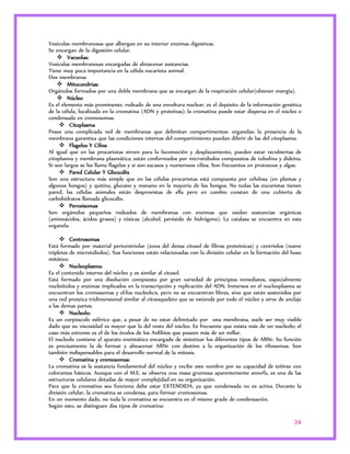34 
Vesículas membranosas que albergan en su interior enzimas digestivas. 
Se encargan de la digestión celular. 
 Vacuolas: 
Vesículas membranosas encargadas de almacenar sustancias. 
Tiene muy poca importancia en la célula eucariota animal. 
Dos membranas 
 Mitocondrias: 
Orgánulos formados por una doble membrana que se encargan de la respiración celular(obtener energía). 
 Núcleo 
Es el elemento más prominente, rodeado de una envoltura nuclear, es el depósito de la información genética 
de la célula, localizada en la cromatina (ADN y proteínas); la cromatina puede estar dispersa en el núcleo o 
condensada en cromosomas. 
 Citoplasma 
Posee una complicada red de membranas que delimitan compartimentos: organelas; la presencia de la 
membrana garantiza que las condiciones internas del compartimiento puedan diferir de las del citoplasma. 
 Flagelos Y Cilios 
Al igual que en las procariotas sirven para la locomoción y desplazamiento, pueden estar recubiertas de 
citoplasma y membrana plasmática; están conformados por microtúbulos compuestos de tubulina y dideína. 
Si son largos se les llama flagelos y si son escasos y numerosos cilios. Son frecuentes en protozoos y algas. 
 Pared Celular Y Glicocálix 
Son una estructura más simple que en las células procariotas está compuesta por celulosa (en plantas y 
algunos hongos) y quitina, glucano y manano en la mayoría de los hongos. No todas las eucariotas tienen 
pared, las células animales están desprovistas de ella pero en cambio constan de una cubierta de 
carbohidratos llamada glicocálix. 
 Peroxisomas 
Son orgánulos pequeños rodeados de membranas con enzimas que oxidan sustancias orgánicas 
(aminoácidos, ácidos grasos) y tóxicas (alcohol, peróxido de hidrógeno). La catalasa se encuentra en esta 
organela. 
 Centrosomas 
Está formado por material pericentriolar (zona del densa citosol de fibras proteínicas) y centriolos (nueve 
tripletes de microtúbulos). Sus funciones están relacionadas con la división celular en la formación del huso 
mitótico. 
 Nucleoplasma: 
Es el contenido interno del núcleo y es similar al citosol. 
Está formado por una disolución compuesta por gran variedad de principios inmediatos, especialmente 
nucleótidos y enzimas implicados en la transcripción y replicación del ADN. Inmersos en el nucleoplasma se 
encuentran los cromosomas y el/los nucleolo/s, pero no se encuentran libres, sino que están sostenidos por 
una red proteica tridimensional similar al citoesqueleto que se extiende por todo el núcleo y sirve de anclaje 
a las demas partes. 
 Nucleolo: 
Es un corpúsculo esférico que, a pesar de no estar delimitado por una membrana, suele ser muy visible 
dado que su viscosidad es mayor que la del resto del núcleo. Es frecuente que exista más de un nucleolo; el 
caso más extremo es el de los óvulos de los Anfibios que poseen más de un millar. 
El nucleolo contiene el aparato enzimático encargado de sintetizar los diferentes tipos de ARNr. Su función 
es precisamente la de formar y almacenar ARNr con destino a la organización de los ribosomas. Son 
también indispensables para el desarrollo normal de la mitosis. 
 Cromatina y cromosomas: 
La cromatina es la sustancia fundamental del núcleo y recibe este nombre por su capacidad de teñirse con 
colorantes básicos. Aunque con el M.E. se observa una masa grumosa aparentemente amorfa, es una de las 
estructuras celulares dotadas de mayor complejidad en su organización. 
Para que la cromatina sea funciona debe estar EXTENDIDA, ya que condensada no es activa. Durante la 
división celular, la cromatina se condensa, para formar cromosomas. 
En un momento dado, no toda la cromatina se encuentra en el mismo grado de condensación. 
Según esto, se distinguen dos tipos de cromatina: 
 