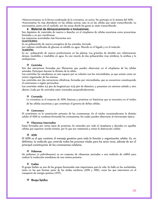 •Heterocromatina: es la forma condensada de la cromatina, no activa. No participa en la síntesis del ADN. 
•Eucromatina: Es más abundante en las células activas, esto es en las células que están transcribiendo. La 
eucromatina, junto con el nucleolo, son las zonas donde los genes se están transcribiendo. 
35 
 Material de Almacenamiento o Inclusiones. 
Son depósitos de materiales de reserva o desecho, en el citoplasma de células eucariotas como procariotas, 
limitados o no por membranas. 
Las sustancias acumuladas más frecuentes son: 
GLUCÓGENO: 
Es un polisacárido de reserva energética de los animales, formado 
por cadenas ramificadas de glucosa; es soluble en agua. Abunda en el hígado y en el músculo. 
ALMIDÓN: 
Es un polisacárido de reserva predominante en las plantas. Los gránulos de almidón son relativamente 
densos, insolubles e insolubles en agua. Es una mezcla de dos polisacáridos muy similares, la amilosa y la 
amilopectina. 
 Centriolos 
Son dos estructuras formadas por filamentos que pueden observarse en el citoplasma de las células 
animales. Participan durante la división de la célula. 
Los centriolos los estudiamos en este espacio por su relación con los microtúbulos, ya que actúan como un 
centro organizador de los mismos. 
Los centriolos son dos estructuras cilíndricas, formadas por microtúbulos, que se encuentran constituyendo 
el centrosoma o región perinuclear. 
Los centriolos miden 0,5 μm de longitud por 0,25 μm de diámetro, y presentan un extremo ocluido y otro 
abierto. Cada par de centriolos están orientados perpendicularmente. 
 Cromatida 
La cromatina es el conjunto de ADN, histonas y proteínas no histónicas que se encuentra en el núcleo 
de las células eucariotas y que constituye el genoma de dichas células. 
 Centromero 
El centrómero es la constricción primaria de los cromosomas. En el núcleo eucariotadurante la división 
celular el ADN se condensa formando los cromosomas, los cuales pueden observarse al microscopio óptico. 
 Filamentos Intermedios 
Están formados por varios tipos de proteínas. Se extienden por todo el citoplasma y abundan en aquellas 
células que soportan mucha tensión, por lo que son resistentes y evitan la destrucción celular. 
 ADN 
El ADN es el que contiene el mensaje genético para toda la función y organización celular. Es, en 
definitiva, la molécula que controla todos los procesos vitales para los seres vivos, además de ser el 
principal constituyente de los cromosomas celulares. 
 Polisomas 
Un polisoma (o polirribosoma) es un conjunto de ribosomas asociados a una molécula de mRNA para 
realizar la traducción simultánea de una misma proteína. 
 Fosfato 
El grupo fosfato es uno de los grupos funcionales más importantes para la vida. Se halla en los nucleótidos, 
tanto en los que forman parte de los ácidos nucleicos (ADN y ARN), como los que intervienen en el 
transporte de energía química (ATP). 
 Bicapa lipidica 
 