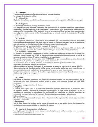 38 
 Lisosomas: 
Vesículas membranosas que albergan en su interior enzimas digestivas. 
Se encargan de la digestión celular. 
 Mitocondrias: 
Orgánulos formados por una doble membrana que se encargan de la respiración celular(obtener energía). 
 Nucleoplasma: 
Es el contenido interno del núcleo y es similar al citosol. 
Está formado por una disolución compuesta por gran variedad de principios inmediatos, especialmente 
nucleótidos y enzimas implicados en la transcripción y replicación del ADN. Inmersos en el nucleoplasma se 
encuentran los cromosomas y el/los nucleolo/s, pero no se encuentran libres, sino que están sostenidos por 
una red proteica tridimensional similar al citoesqueleto que se extiende por todo el núcleo y sirve de anclaje 
a las demás partes. 
 Nucleolo: 
Es un corpúsculo esférico que, a pesar de no estar delimitado por una membrana, suele ser muy visible 
dado que su viscosidad es mayor que la del resto del núcleo. Es frecuente que exista más de un nucleolo; el 
caso más extremo es el de los óvulos de los Anfibios que poseen más de un millar. 
El nucleolo contiene el aparato enzimático encargado de sintetizar 
los diferentes tipos de ARNr. Su función es precisamente la de formar y almacenar ARNr con destino a la 
organización de los ribosomas. Son también indispensables para el desarrollo normal de la mitosis. 
Cromatina y cromosomas: 
La cromatina es la sustancia fundamental del núcleo y recibe este nombre por su capacidad de teñirse con 
colorantes básicos. Aunque con el M.E. se observa una masa grumosa aparentemente amorfa, es una de las 
estructuras celulares dotadas de mayor complejidad en su organización. 
Para que la cromatina sea funciona debe estar EXTENDIDA, ya que condensada no es activa. Durante la 
división celular, la cromatina se condensa, para formar cromosomas. 
En un momento dado, no toda la cromatina se encuentra en el mismo grado de condensación. 
Según esto, se distinguen dos tipos de cromatina: 
•Heterocromatina: es la forma condensada de la cromatina, no activa. No participa en la síntesis del ADN. 
•Eucromatina: Es más abundante en las células activas, esto es en las células que están transcribiendo. La 
eucromatina, junto con el nucleolo, son las zonas donde los genes se están transcribiendo. 
Los plastos son orgánulos exclusivos de las células vegetales (plantas superiores y algas). Se sitúan en zonas 
próximas a la periferia de las células. 
 Plastos 
Los plastos, o plastidios, constituyen una familia de orgánulos vegetales con un origen común y que se 
caracterizan por tener información genética propia y poseer una envoltura formada por una doble 
membrana. 
Se distinguen los siguientes tipos de plastos: 
1.-Etioplastos: 
Cuando la célula vegetal crece en la oscuridad se forman los etioplastos. En su sistema de membranas posee 
un pigmento amarillo, precursor de la clorofila, la protoclorofila. Si estas células se exponen a la luz, los 
etioplastos se convierten en cloroplastos: la protoclorofila se transforma en clorofila, aumentan las 
membranas internas y se forman las enzimas y demás sustancias necesarias para la fotosíntesis. 
2.-Cromoplastos: 
Dan el color amarillo, anaranjado o rojo a flores y frutos de muchos vegetales. Ello se debe a que acumulan 
pigmentos carotenoides 
3.-Leucoplastos: 
Son de color blanco. Se localizan en las partes del vegetal que no son verdes. Entre ellos destacan los 
amiloplastos, que acumulan almidón en los tejidos de reserva. 
 Material de Almacenamiento o Inclusiones. 
Son depósitos de materiales de reserva o desecho, en el citoplasma de células eucariotas como procariotas, 
limitados o no por membranas. 
Las sustancias acumuladas más frecuentes son: 
 