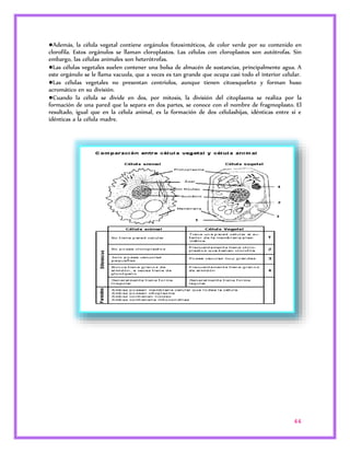 ●Además, la célula vegetal contiene orgánulos fotosintéticos, de color verde por su contenido en 
clorofila. Estos orgánulos se llaman cloroplastos. Las células con cloroplastos son autótrofas. Sin 
embargo, las células animales son heterótrofas. 
●Las células vegetales suelen contener una bolsa de almacén de sustancias, principalmente agua. A 
este orgánulo se le llama vacuola, que a veces es tan grande que ocupa casi todo el interior celular. 
●Las células vegetales no presentan centriolos, aunque tienen citoesqueleto y forman huso 
acromático en su división. 
●Cuando la célula se divide en dos, por mitosis, la división del citoplasma se realiza por la 
formación de una pared que la separa en dos partes, se conoce con el nombre de fragmoplasto. El 
resultado, igual que en la célula animal, es la formación de dos célulashijas, idénticas entre sí e 
idénticas a la célula madre. 
44 
 