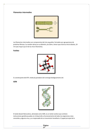 Página
27
Filamentos intermedios
Los filamentos intermedios son componentes del cito esqueleto, formados por agrupaciones de
proteínas fibrosas. Su nombre deriva se su diámetro, de 10mn, menor que el de los micro túbulos, 24
mm peo mayor que el de los micro filamentos.
Fosfato
Es constituyente del ATP, molécula portadora de la energía biológicamente útil.
ADN
El ácido desoxirribonucleico, abreviado como ADN, es un ácido nucleico que contiene
instrucciones genéticasusadas en el desarrollo y funcionamiento de todos los organismos vivos
conocidos y algunos virus, y es responsable de su transmisión hereditaria. El papel principal de la
 