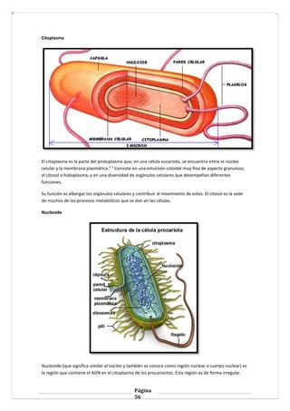 Página
56
Citoplasma
El citoplasma es la parte del protoplasma que, en una célula eucariota, se encuentra entre el núcleo
celular y la membrana plasmática.1 2
Consiste en una emulsión coloidal muy fina de aspecto granuloso,
el citosol o hialoplasma, y en una diversidad de orgánulos celulares que desempeñan diferentes
funciones.
Su función es albergar los orgánulos celulares y contribuir al movimiento de estos. El citosol es la sede
de muchos de los procesos metabólicos que se dan en las células.
Nucleoide
Nucleoide (que significa similar al núcleo y también se conoce como región nuclear o cuerpo nuclear) es
la región que contiene el ADN en el citoplasma de los procariontes. Esta región es de forma irregular.
 