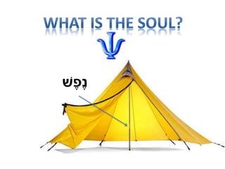 ‫ׁש‬ֶ‫ֶפ‬‫נ‬
 